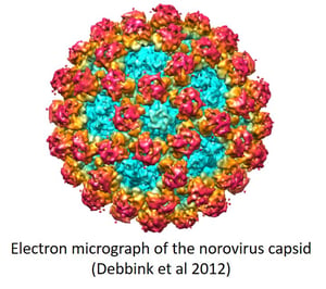 Electron micrograph of the norovirus capsid (Debbink et al 2012)