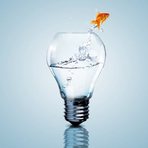 Gold fish in water inside an electric light bulb