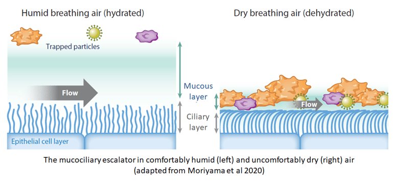 Schematic of the muco-ciliary escalator in dry and humid air